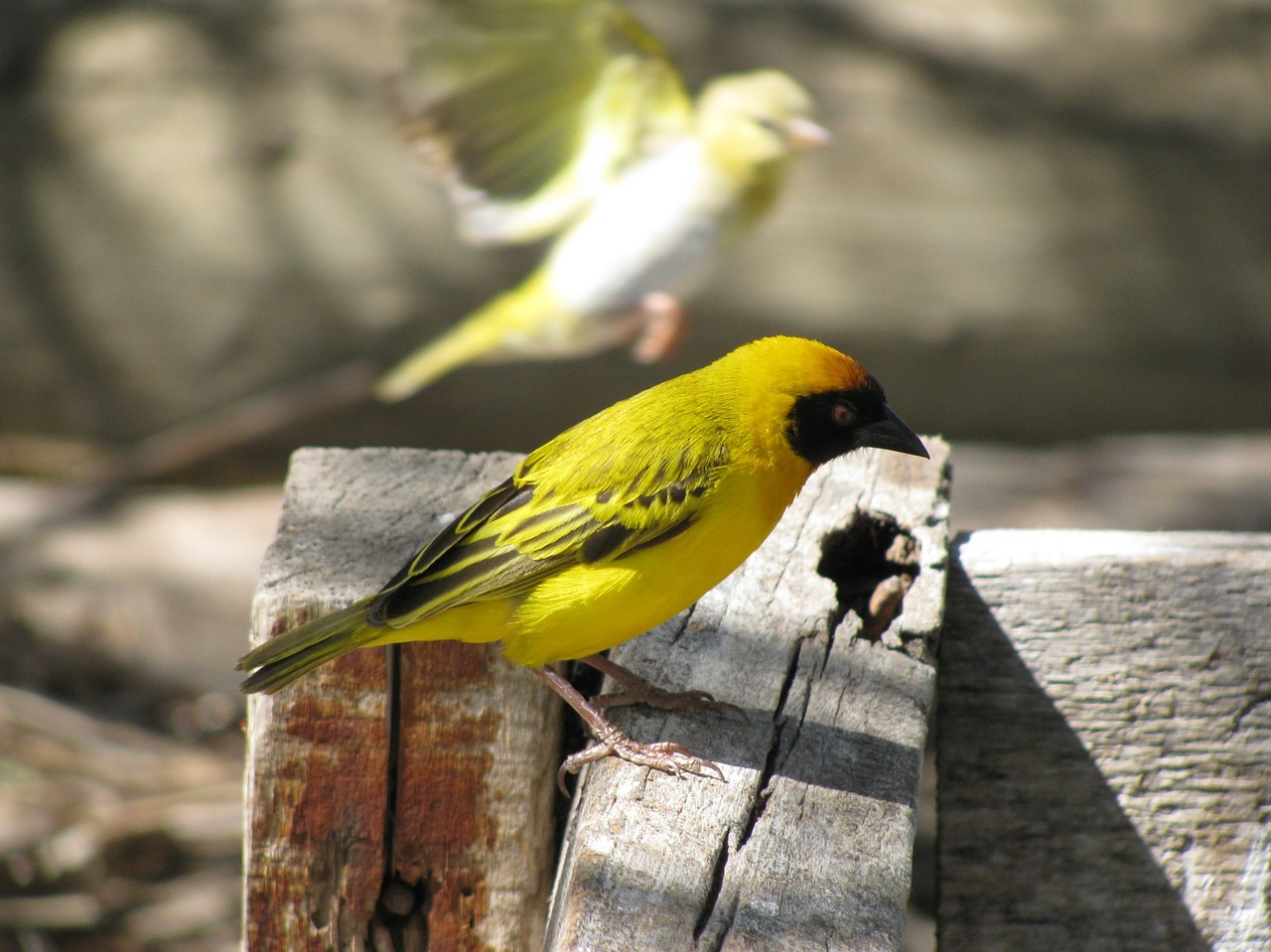 bird yellow color free photo