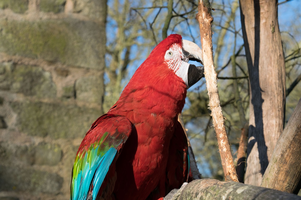 bird parrot colorful free photo