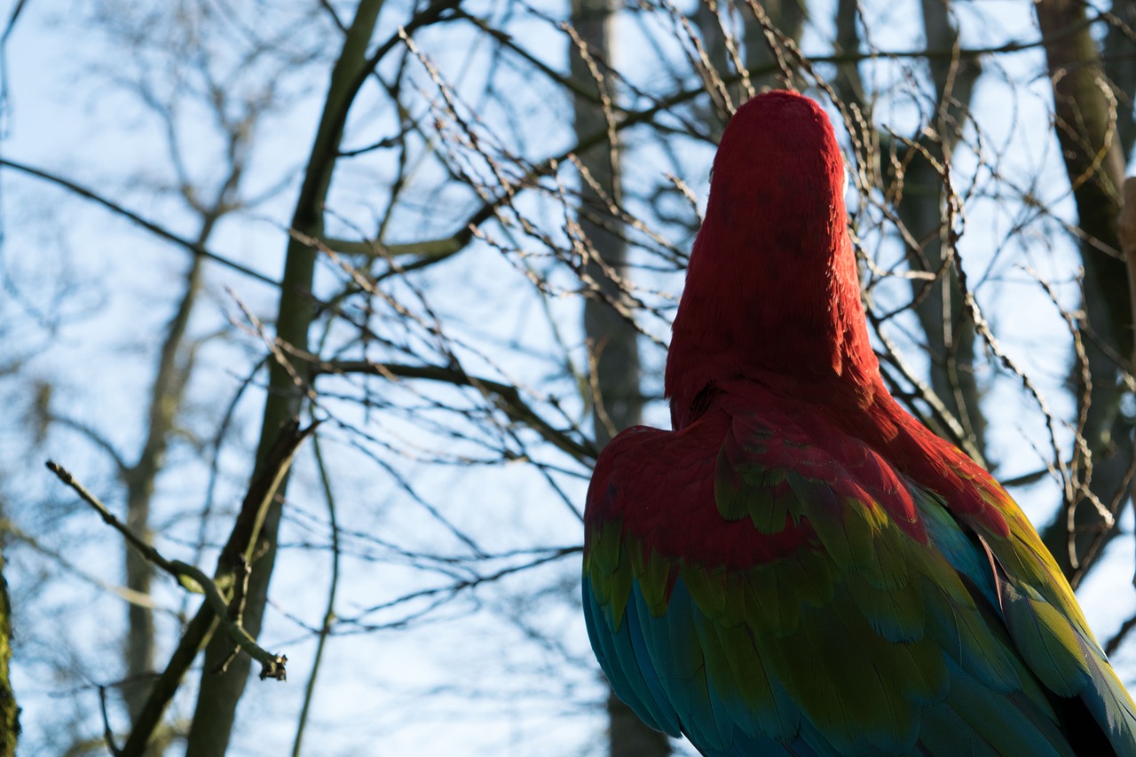 bird parrot colorful free photo