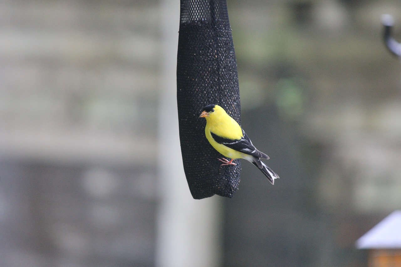 bird outdoor yellow free photo