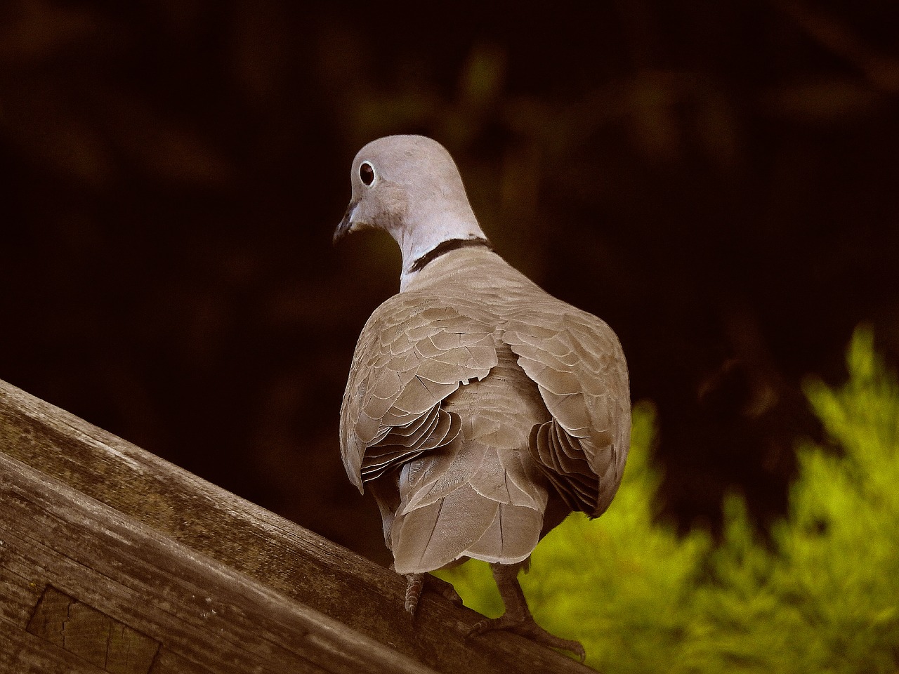 bird dove turkish free photo