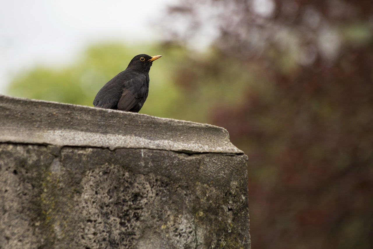 bird nature songbird free photo