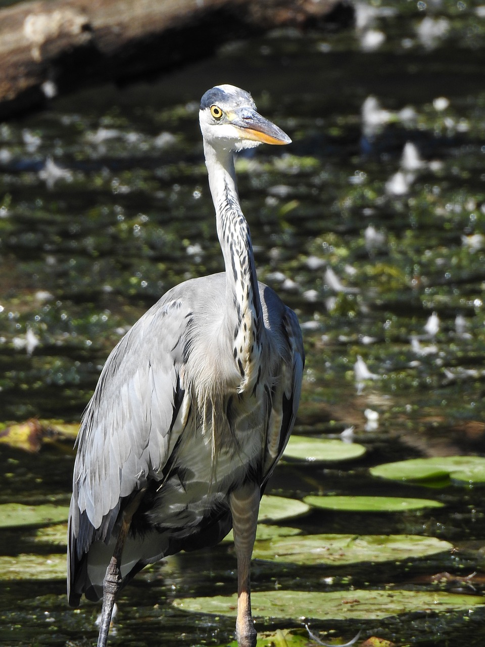 bird pond nature free photo