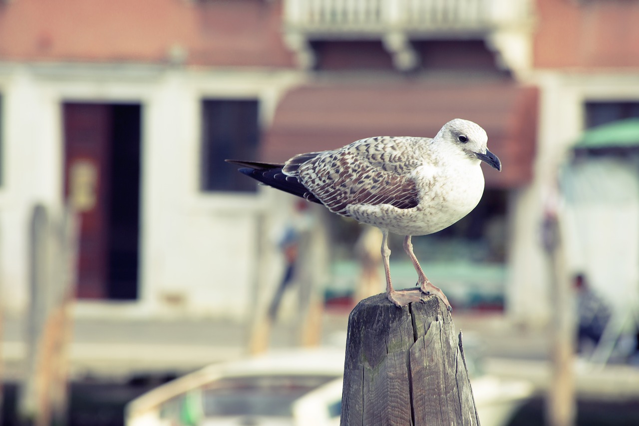 bird seagull water bird free photo