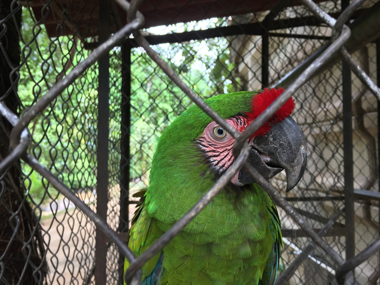 bird cage parrot free photo