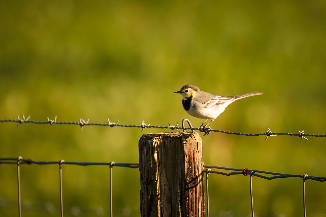 bird fence nature free photo