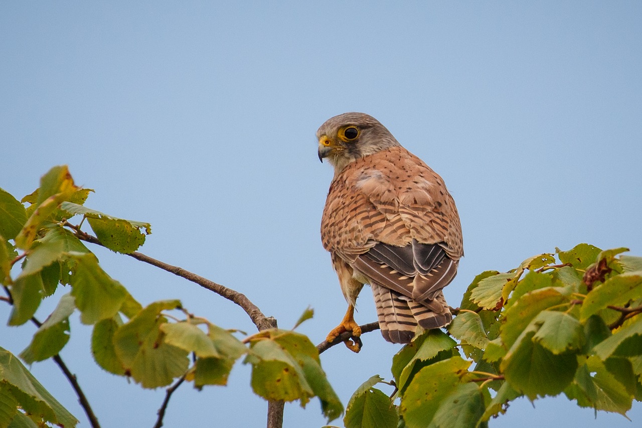 bird bird of prey falcon free photo