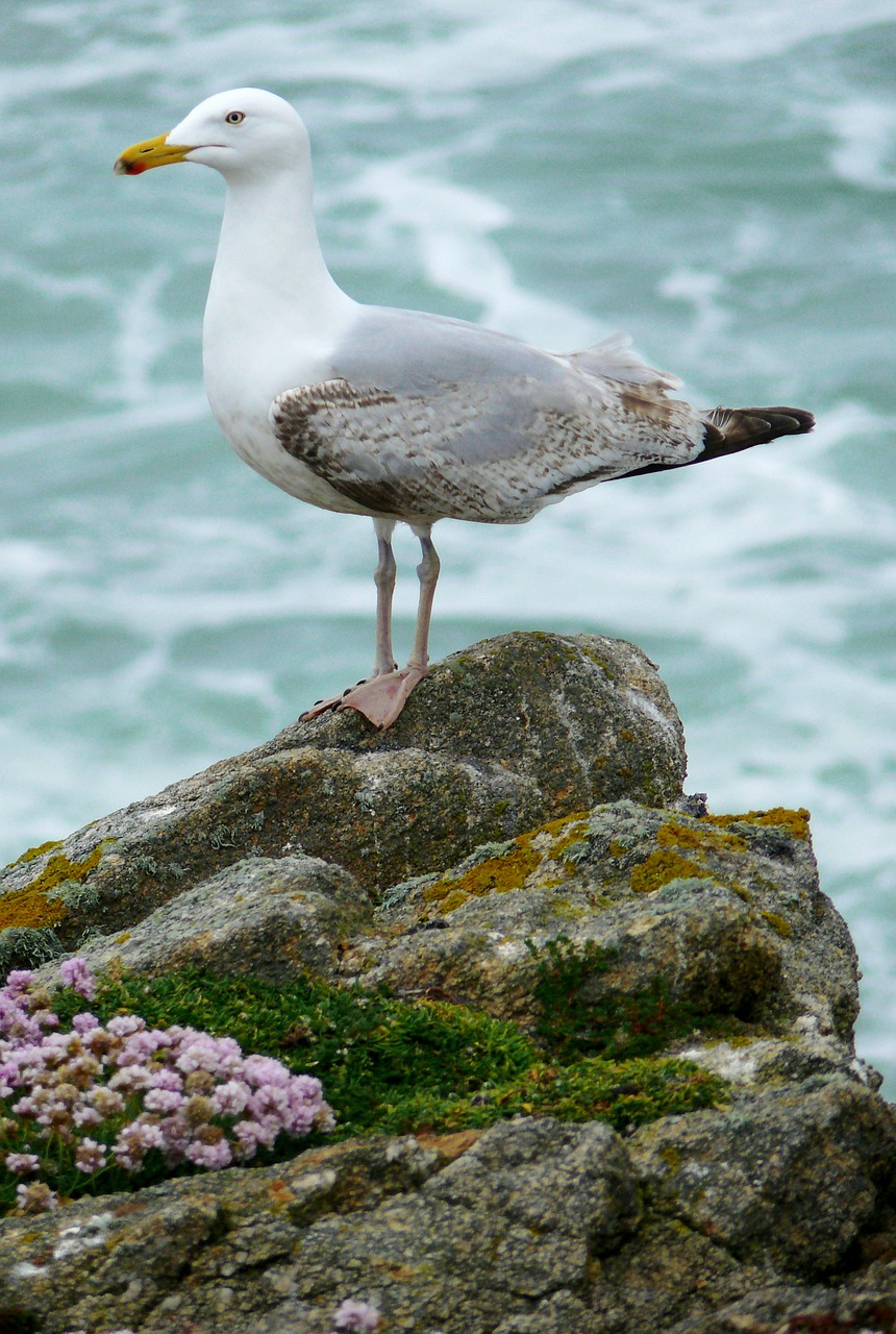 bird seagull nature free photo