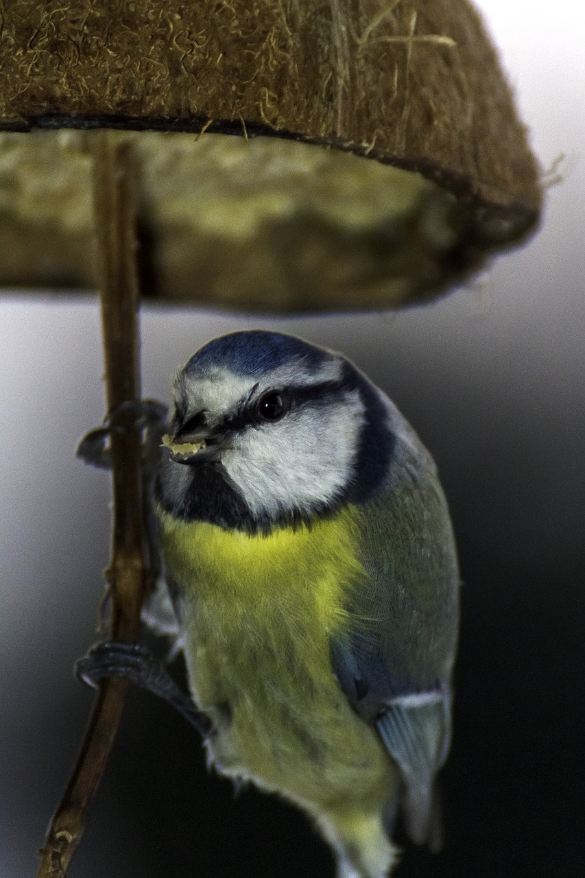 bird tit food free photo