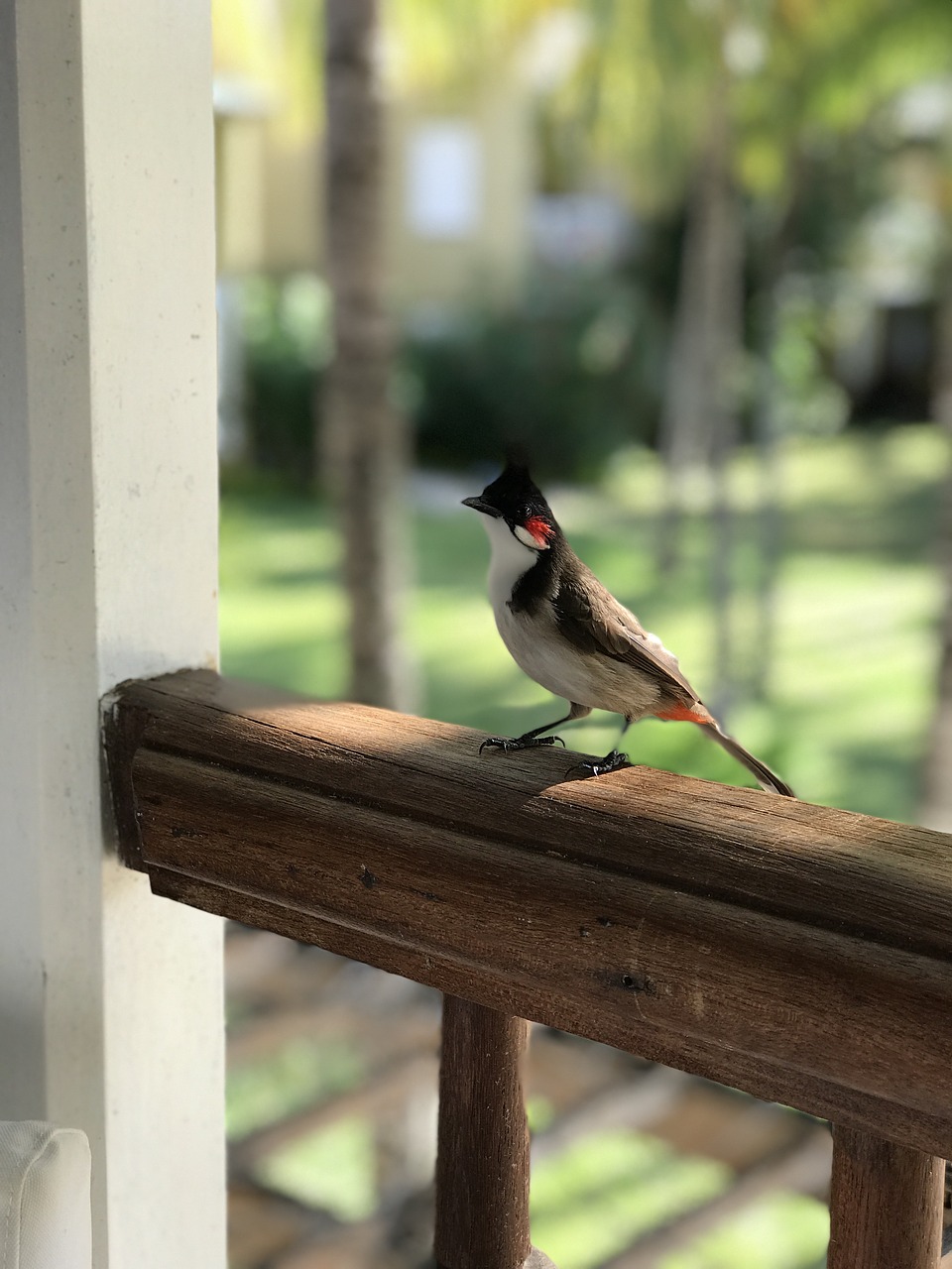 bird wildlife nat free photo