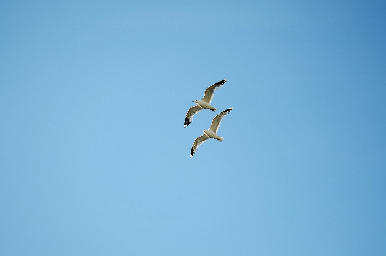 bird seagull animal free photo