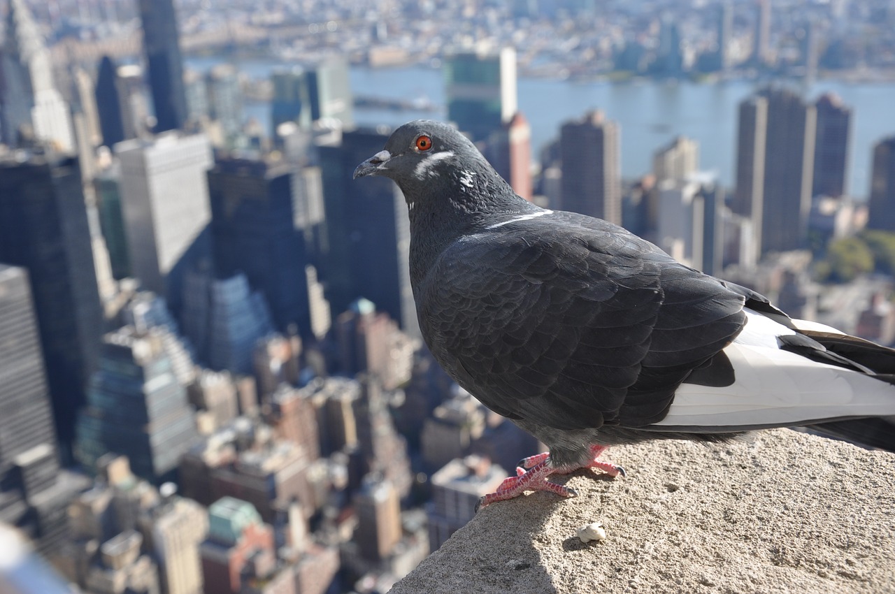 bird new york city free photo