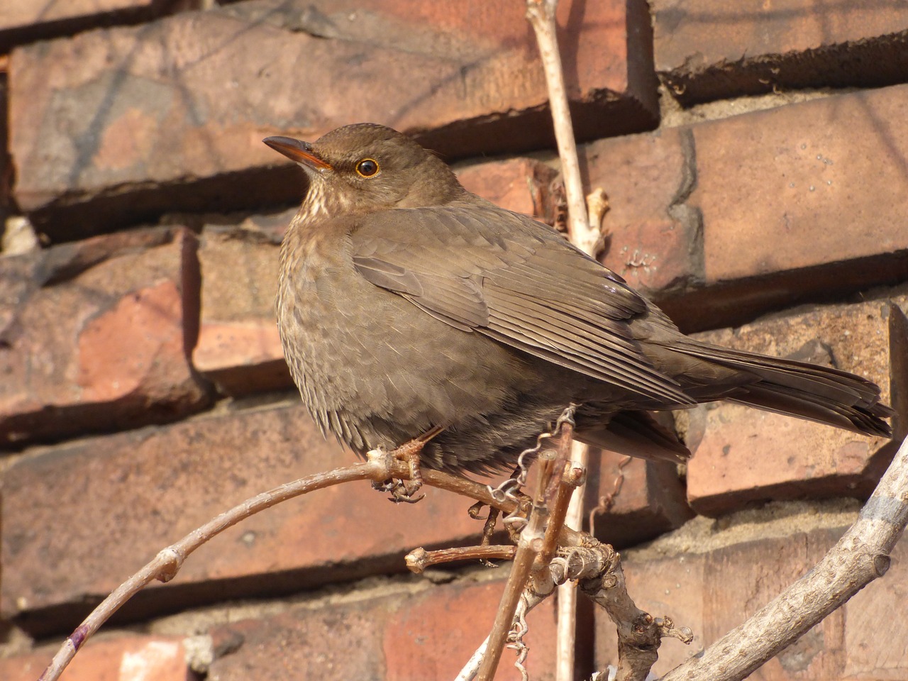 bird pen beak free photo