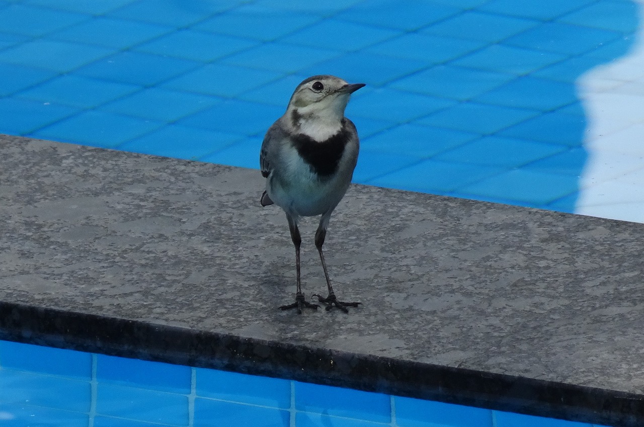 bird wagtail white wagtail free photo