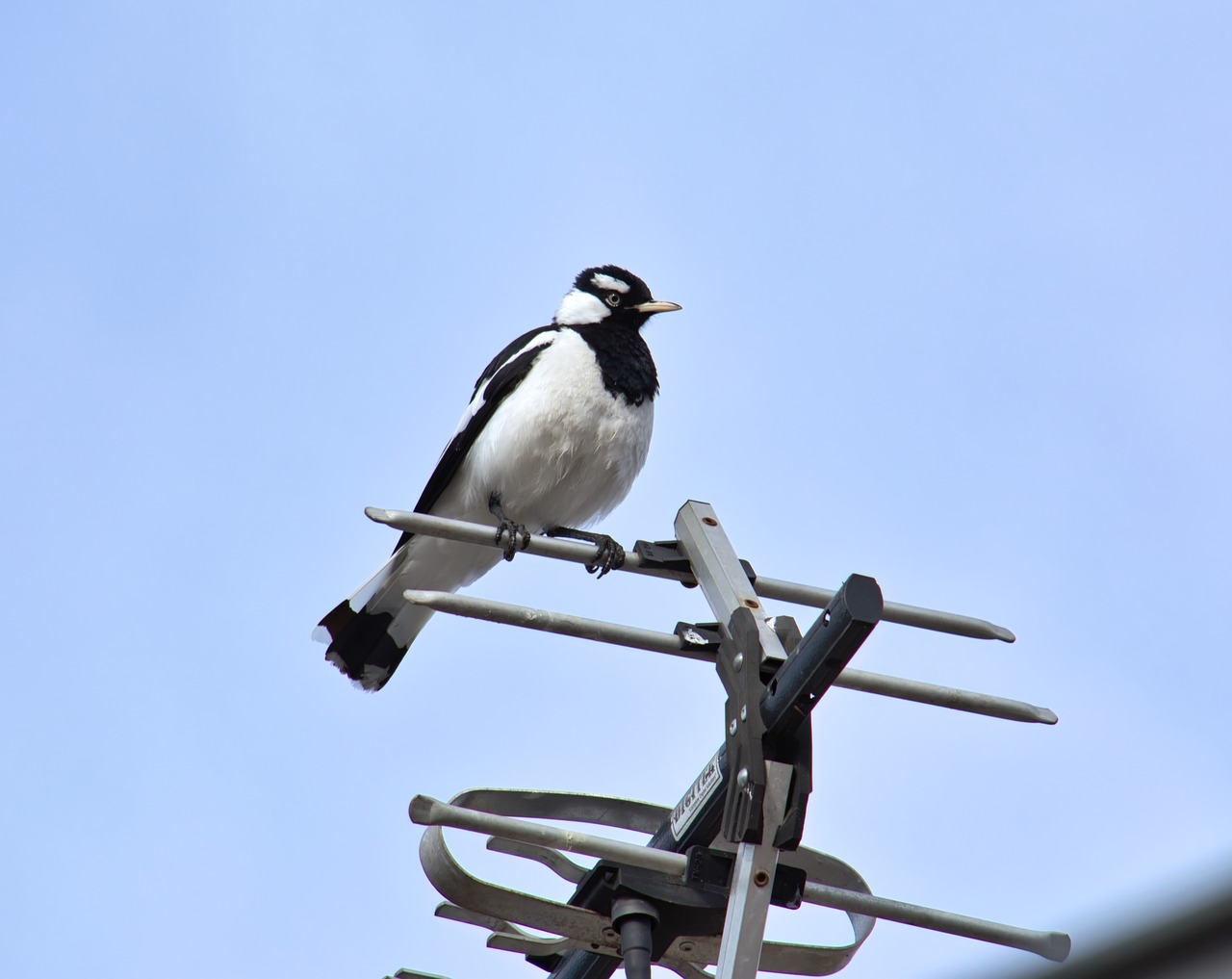 bird magpie lark animal free photo