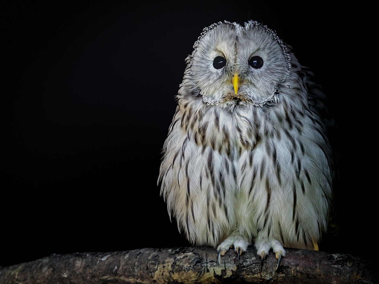 bird owl ural owl free photo