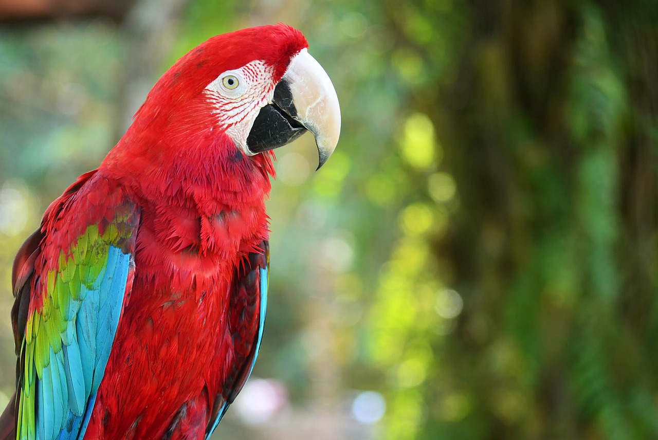 bird flying nature free photo