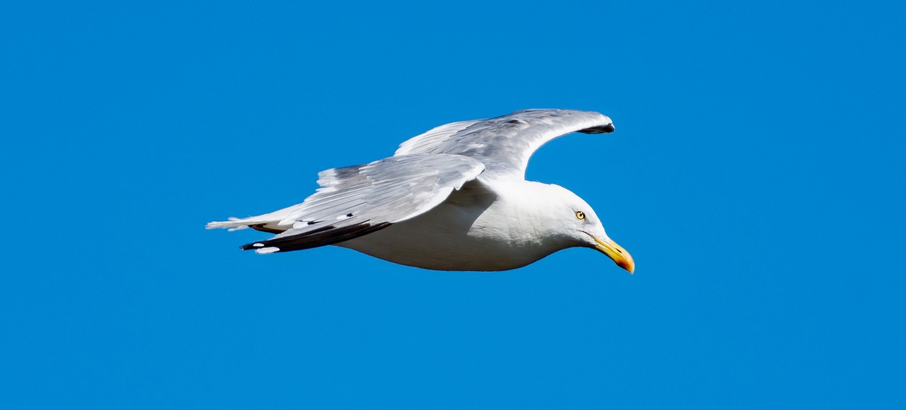 bird flying ocean free photo