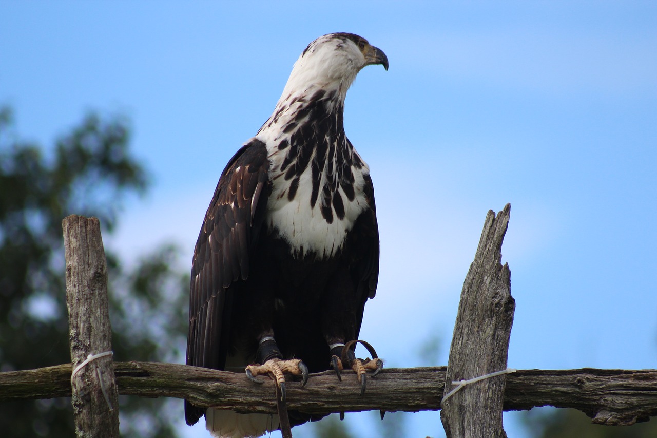 bird eagle feather free photo