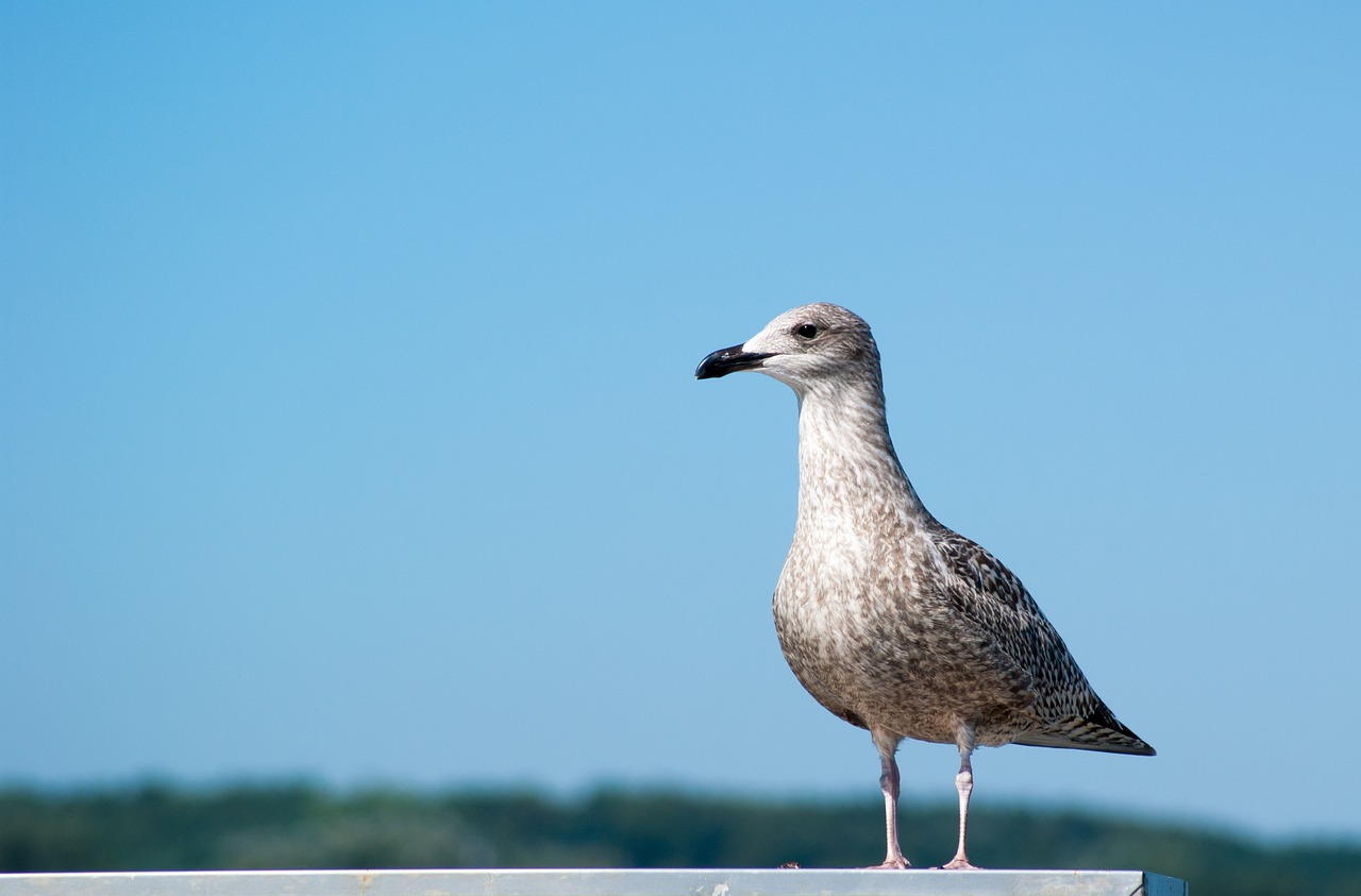 bird seagull sky free photo