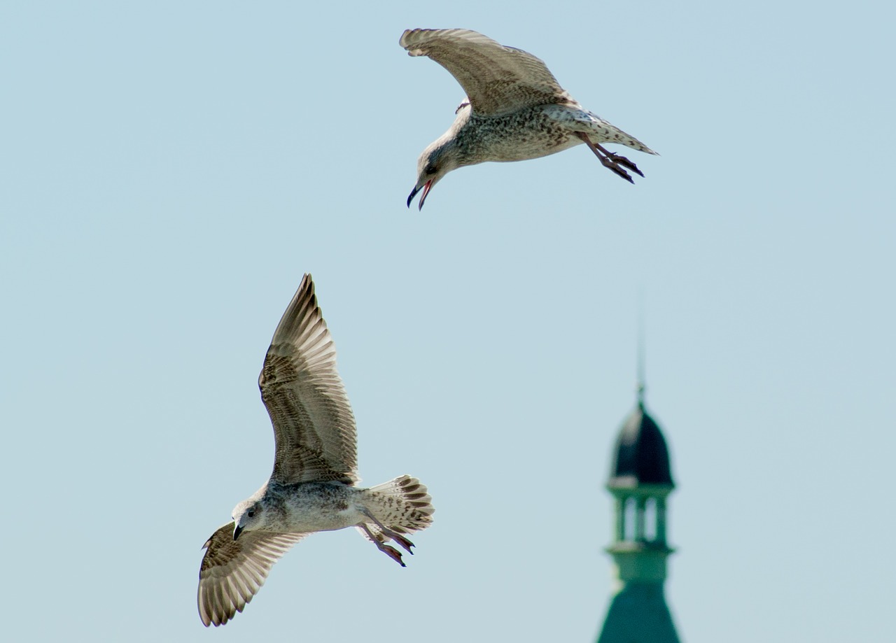 bird seagull sky free photo