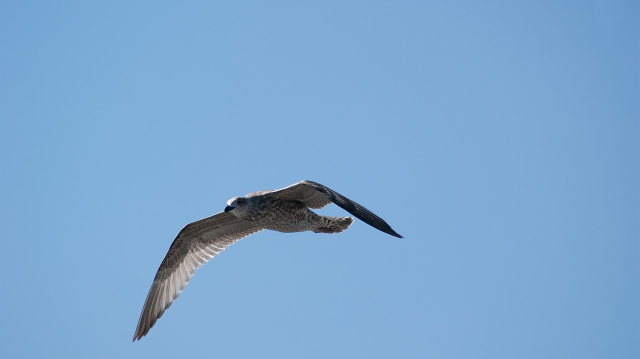 bird seagull sky free photo