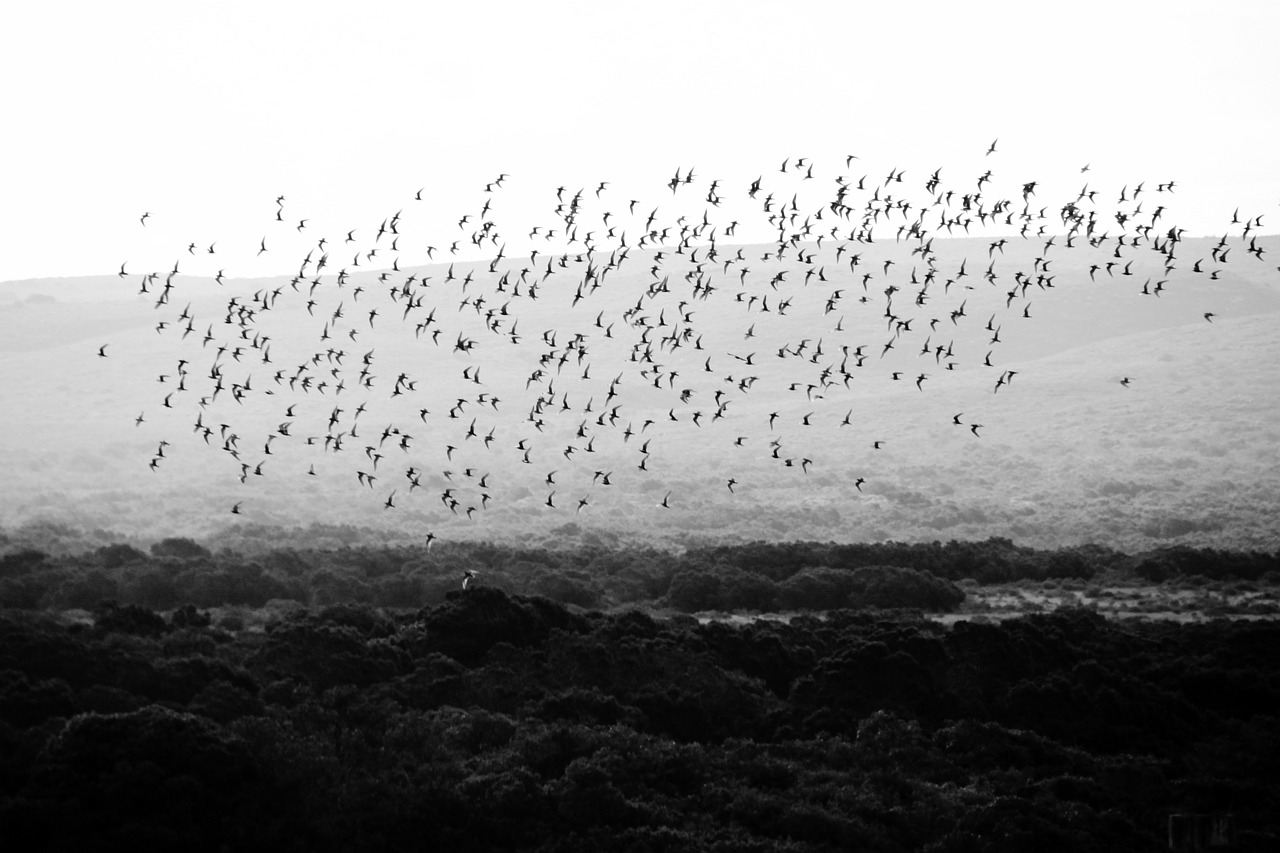 bird birds flock of birds free photo