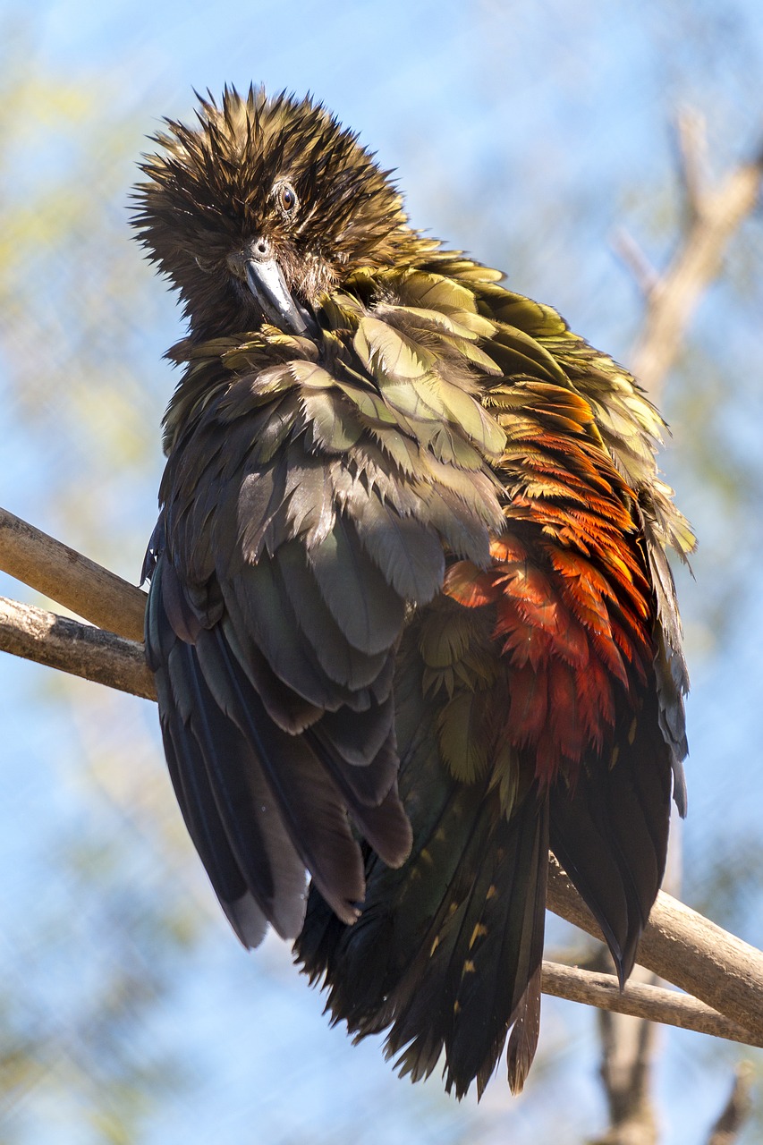 bird plumage parrot free photo