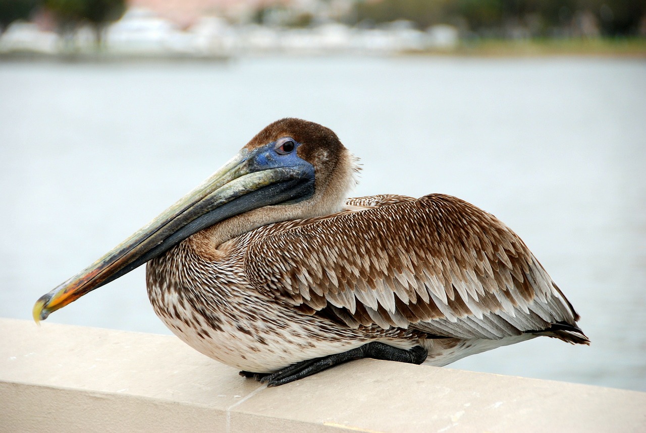 bird pelican water bird free photo