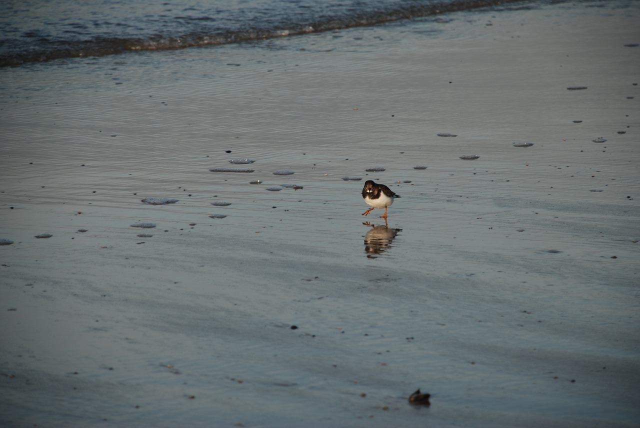 bird sea nature free photo