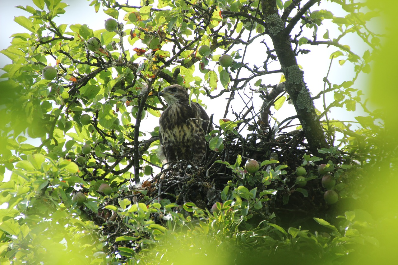 bird wing tree free photo