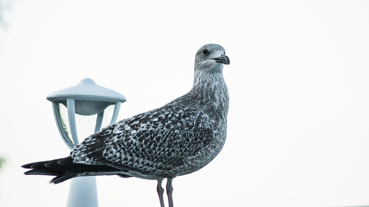 bird sea ​​birds the seagulls free photo