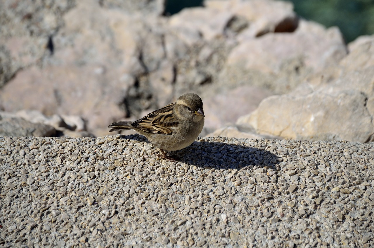 bird nature sparrow free photo