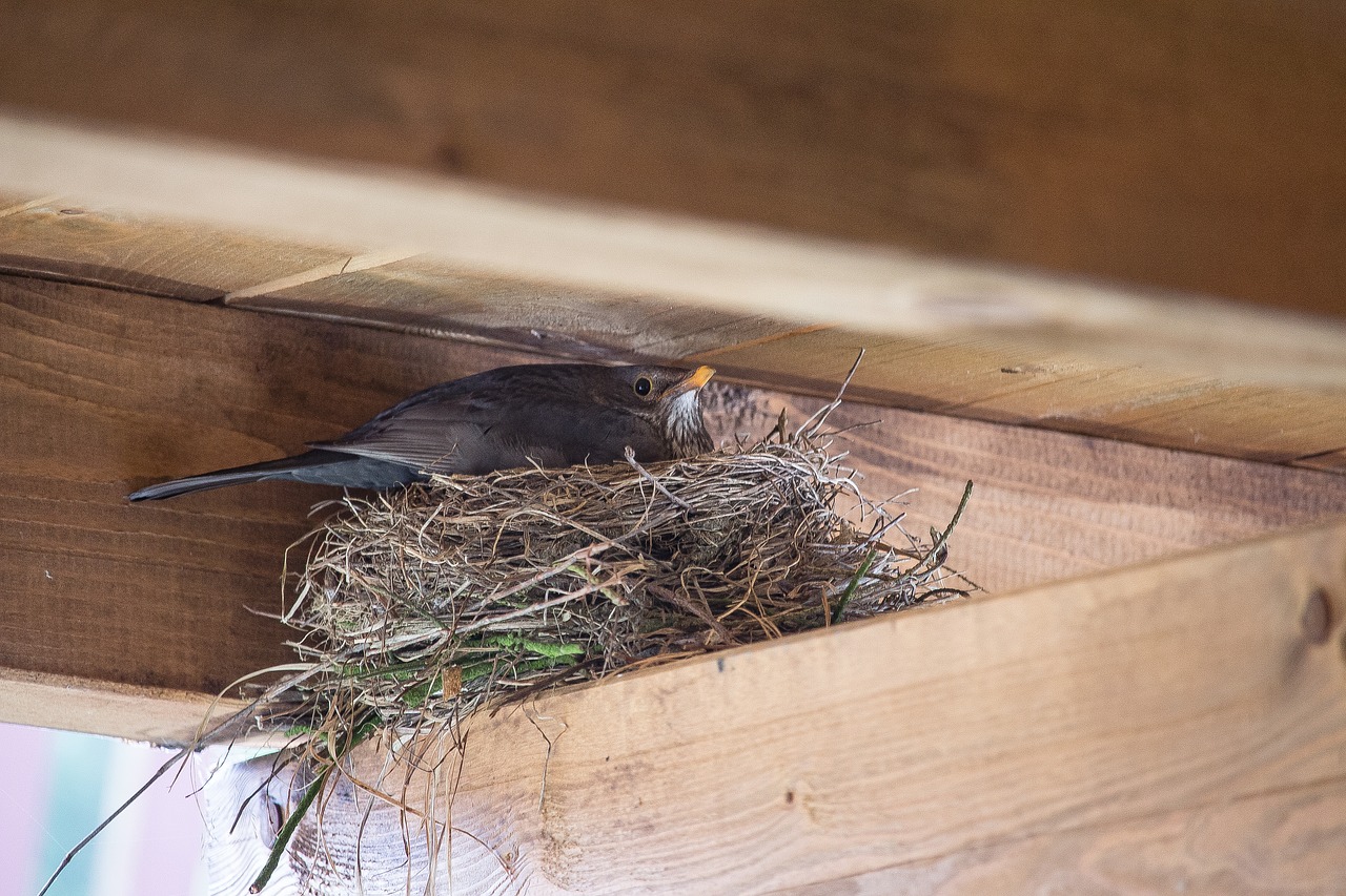 bird nest blackbird free photo