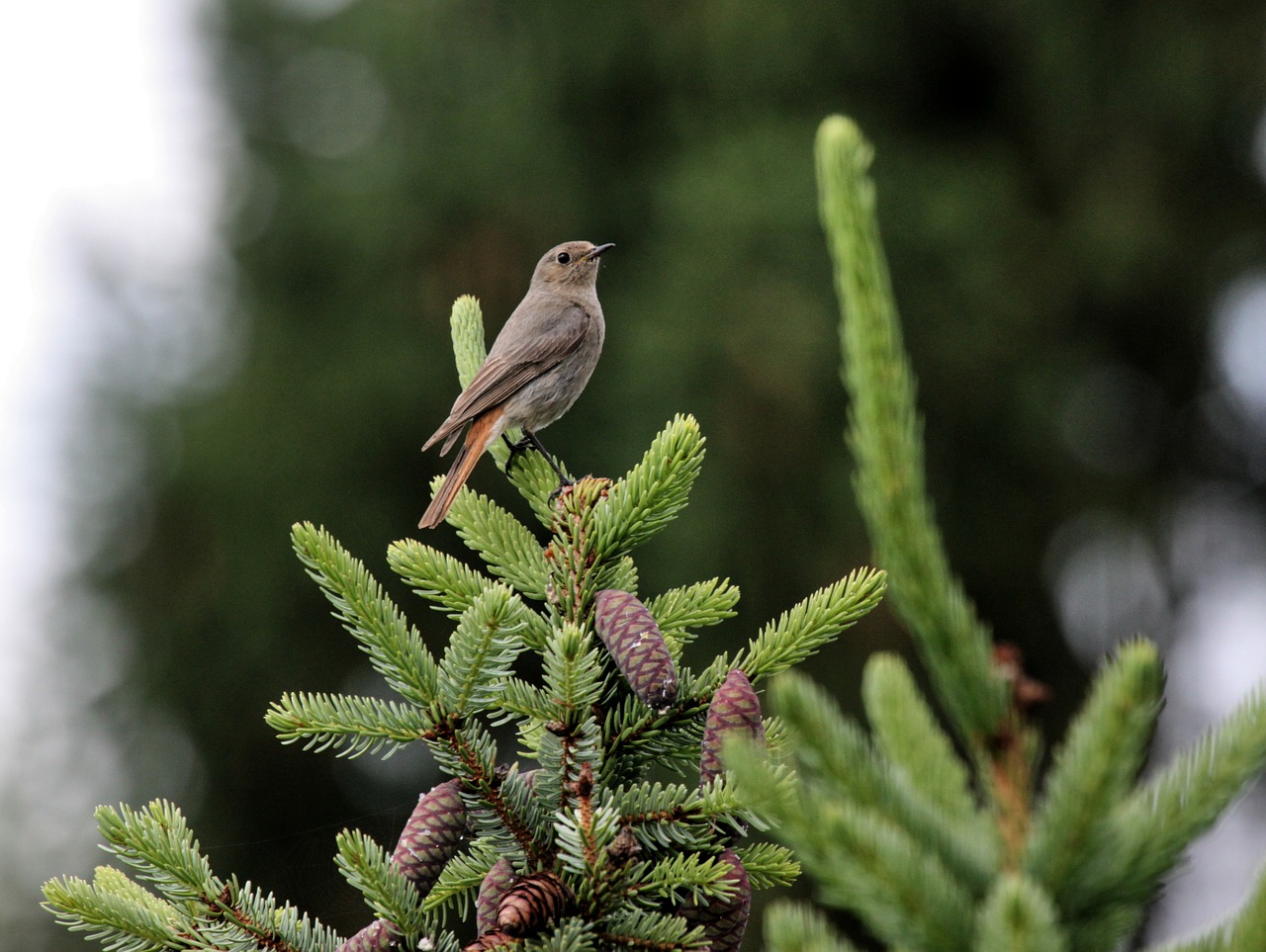 bird bill animal free photo