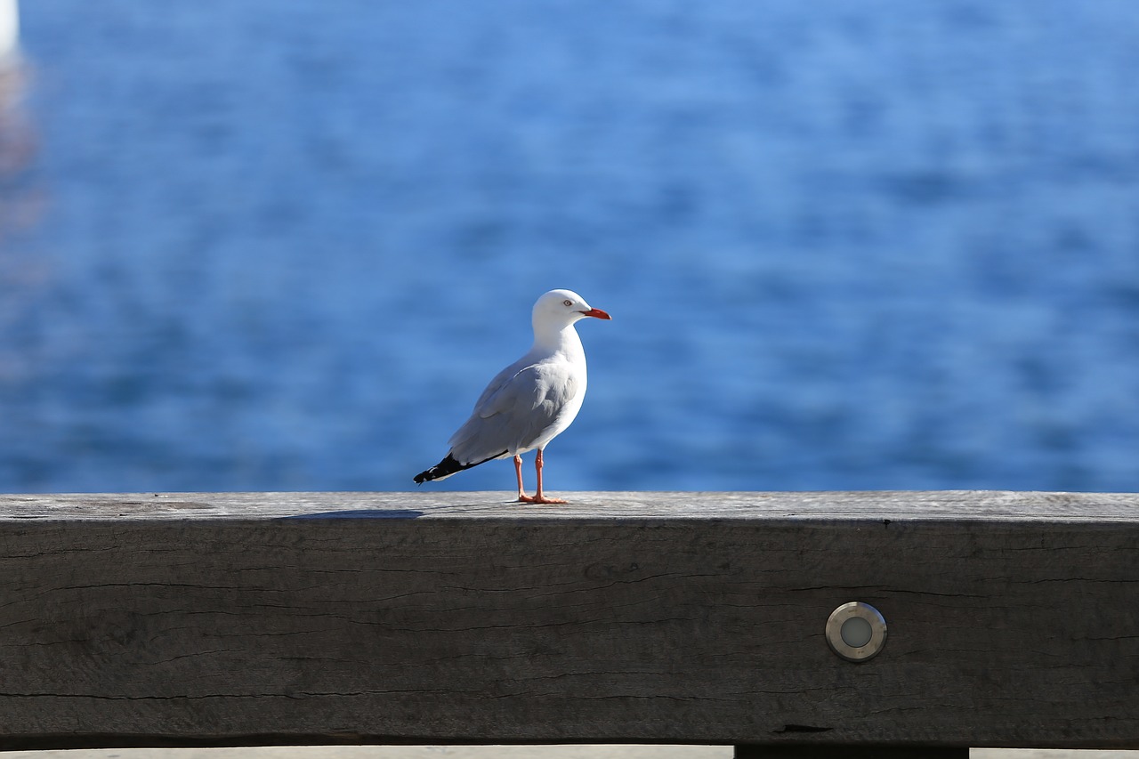 bird seagull feather free photo