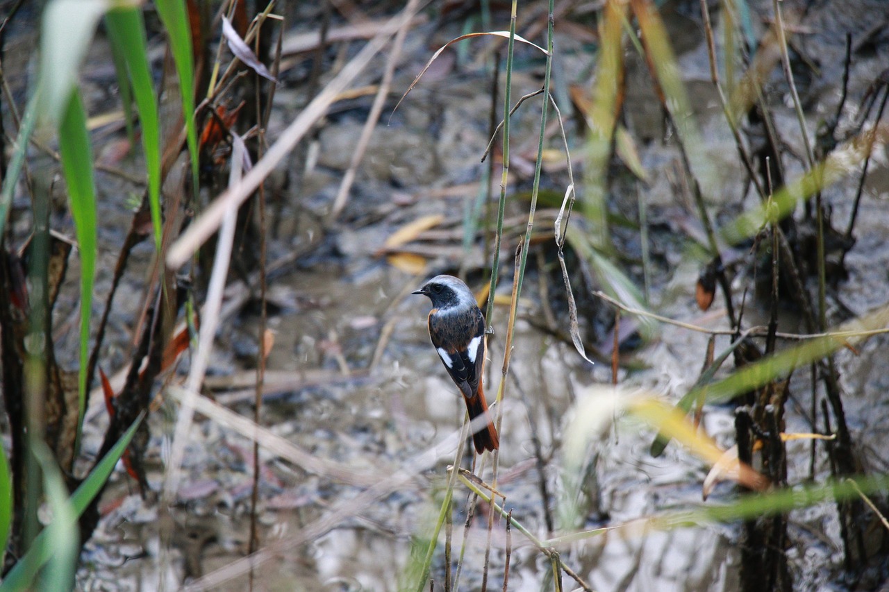 bird grass birds free photo