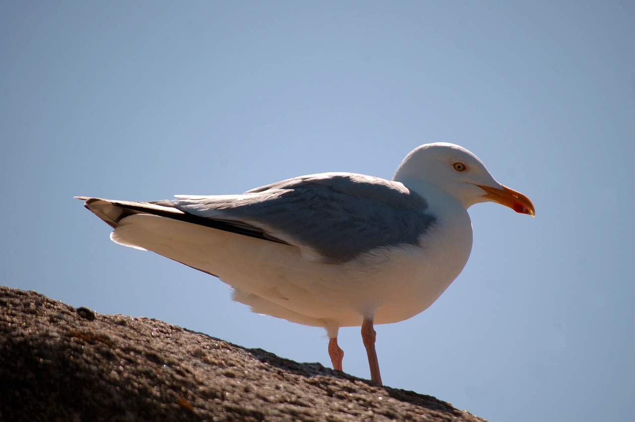 bird sea seagull free photo