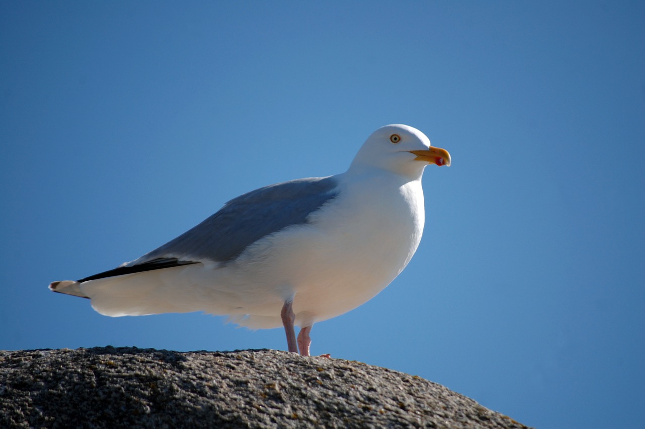 bird sea seagull free photo