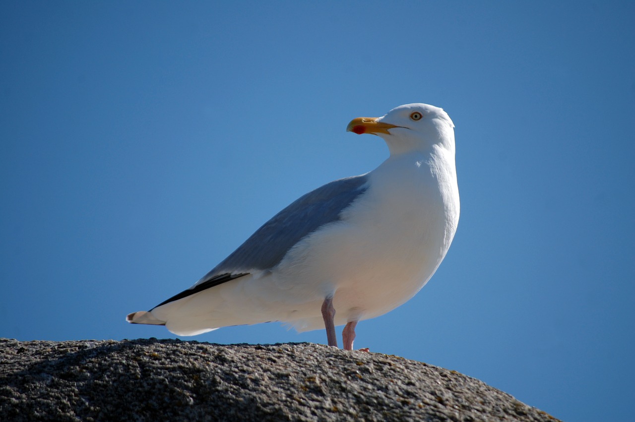 bird sea seagull free photo