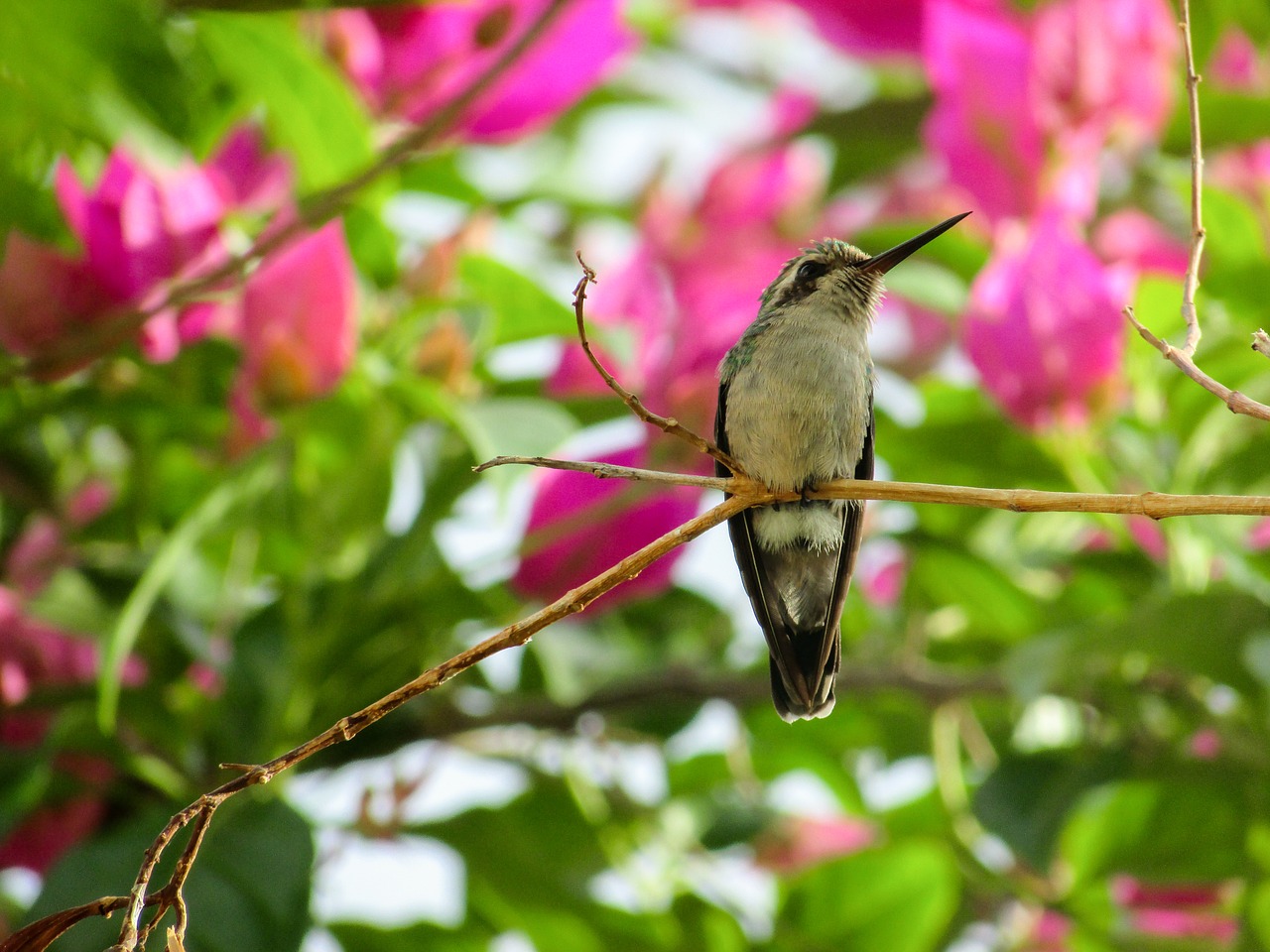 bird hummingbirds nature free photo