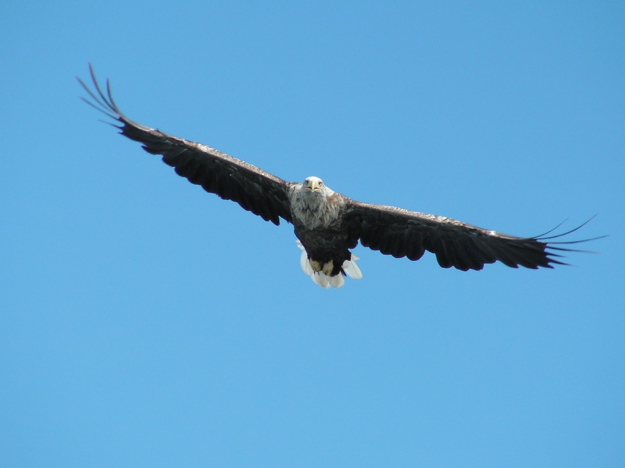 bird raptor pigargue free photo