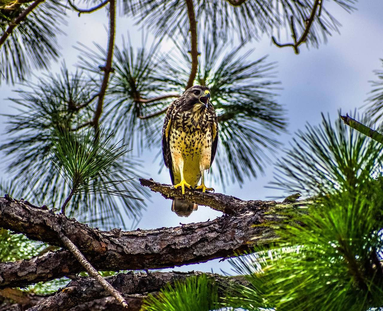 bird hawk wildlife free photo