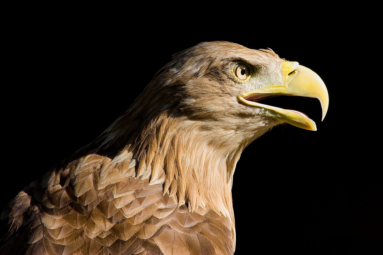 bird eagle predator free photo