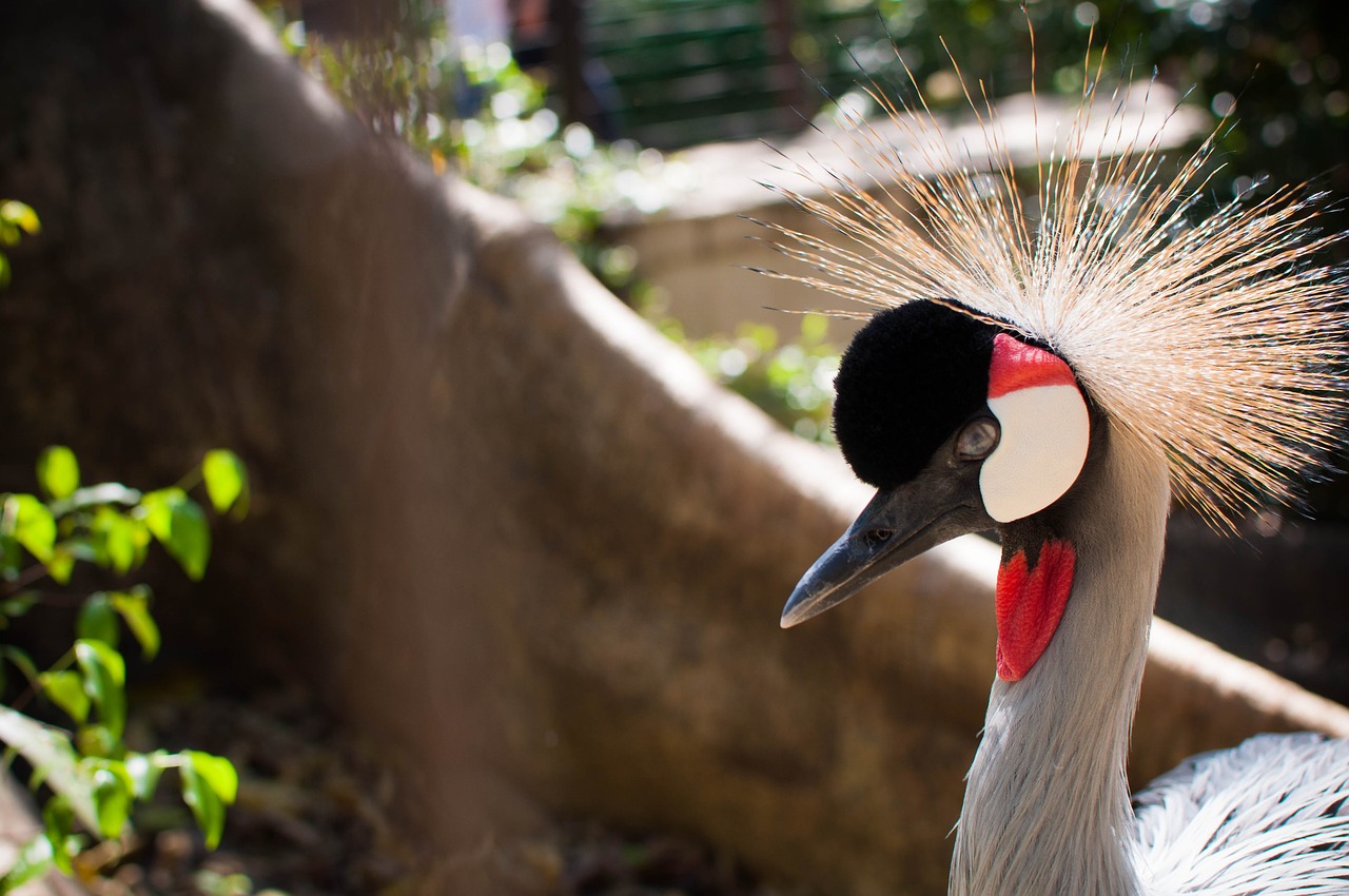 bird zoo grou free photo