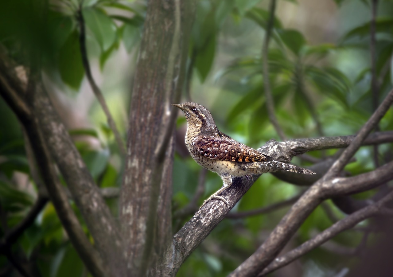 bird mother needs free photo