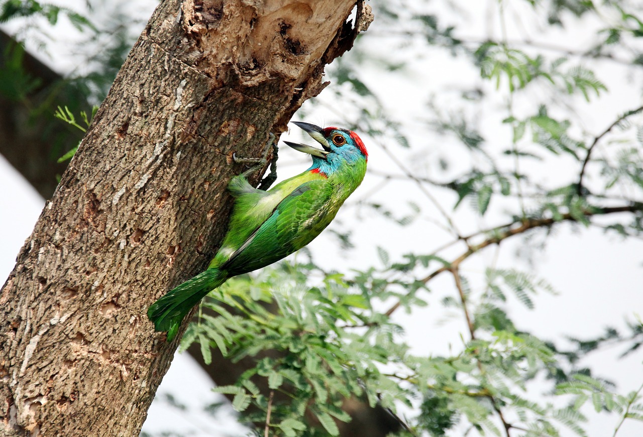 bird mother needs free photo