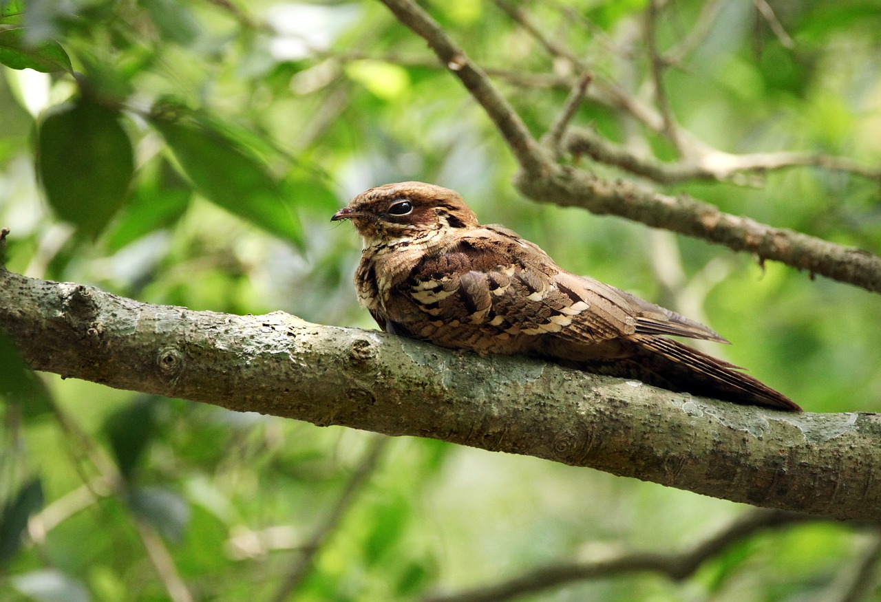 bird mother needs free photo