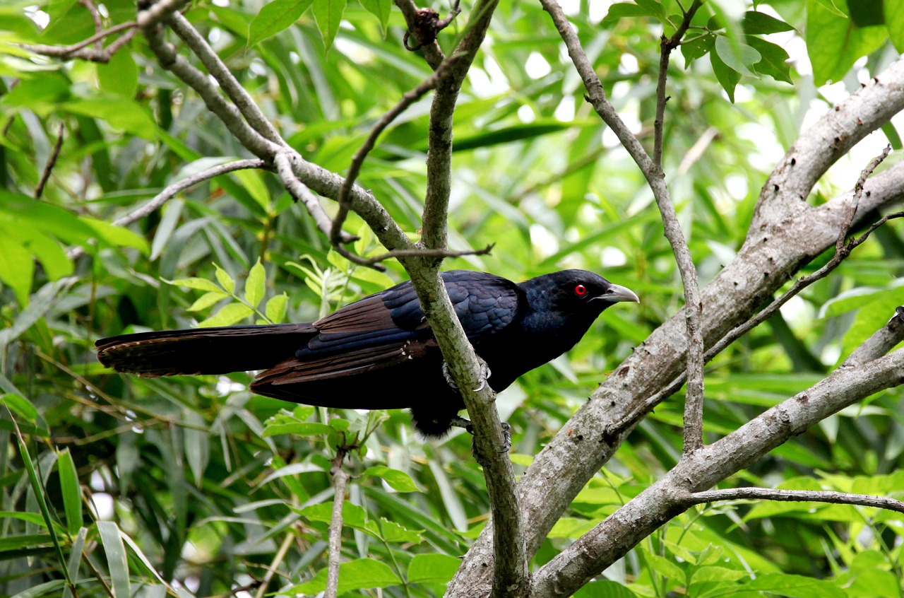 bird mother needs free photo