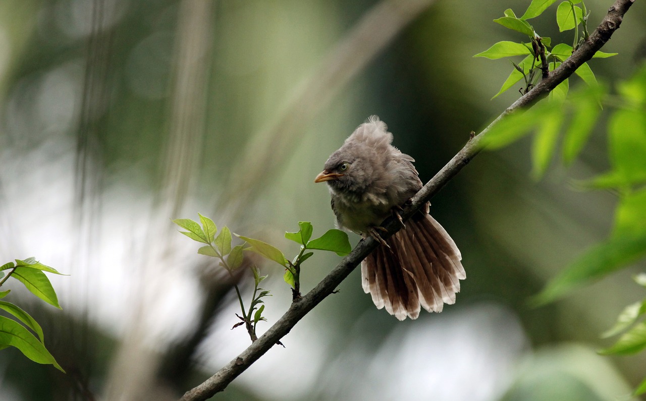 bird mother needs free photo